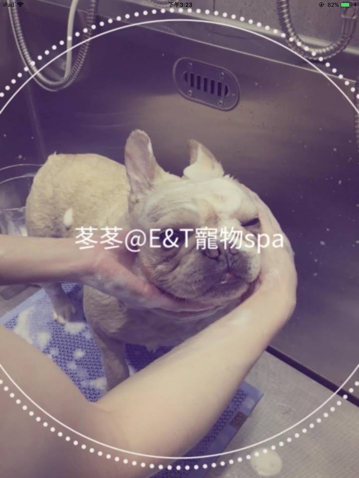 E&T Pet Spa