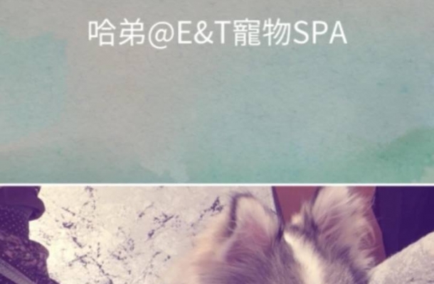 E&T Pet Spa